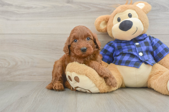 Mini Irish Doodle Pup Being Cute