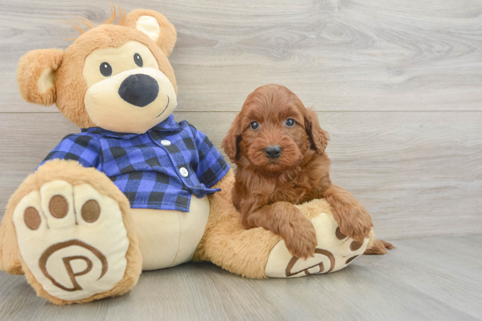 Best Mini Irish Doodle Baby