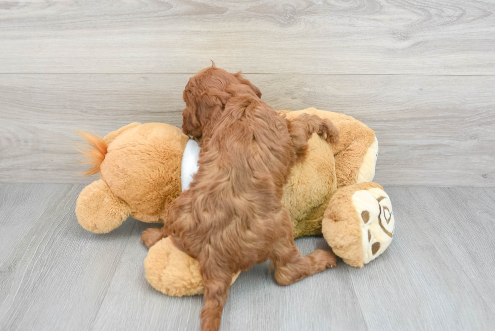 Little Mini Irishdoodle Poodle Mix Puppy