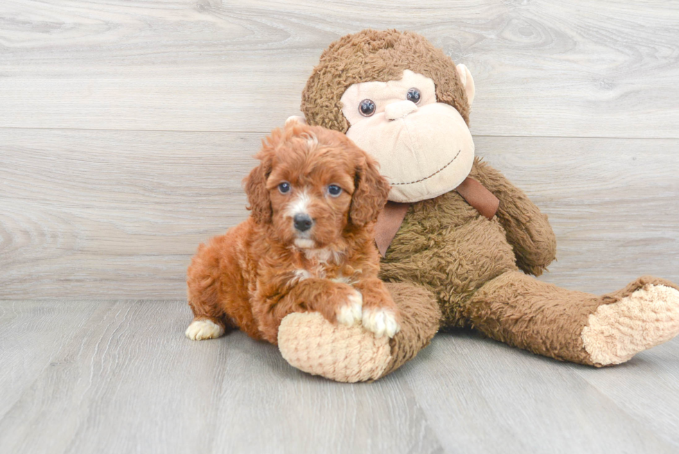 Popular Mini Irish Doodle Poodle Mix Pup