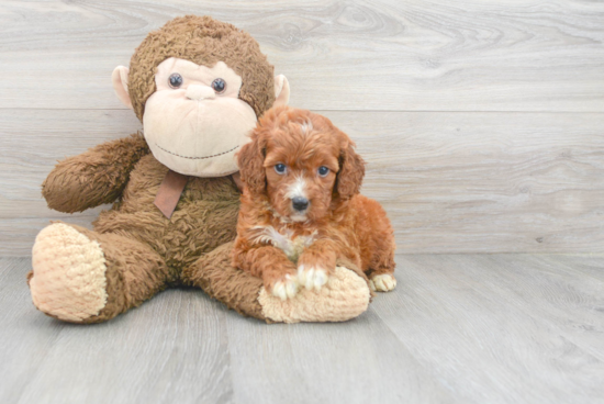 Smart Mini Irish Doodle Poodle Mix Pup