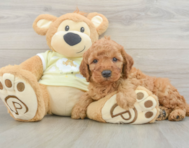6 week old Mini Irish Doodle Puppy For Sale - Premier Pups