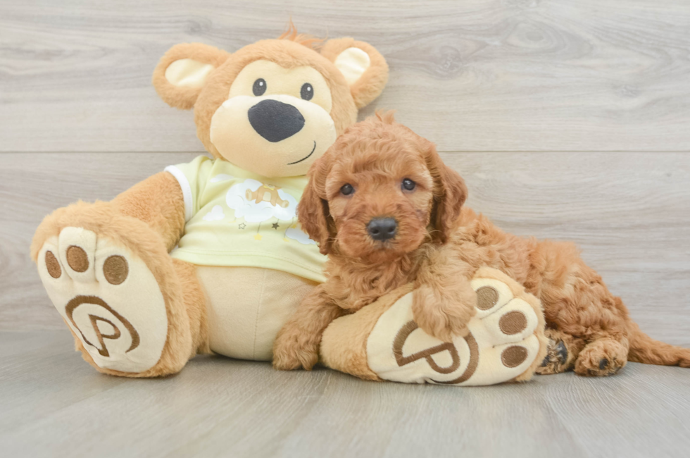 5 week old Mini Irish Doodle Puppy For Sale - Premier Pups