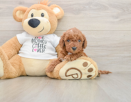 5 week old Mini Irish Doodle Puppy For Sale - Premier Pups