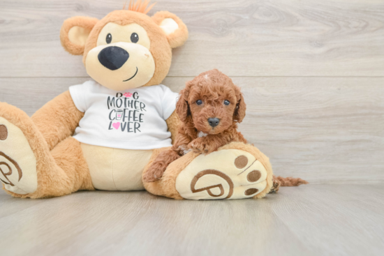 Mini Irish Doodle Puppy for Adoption