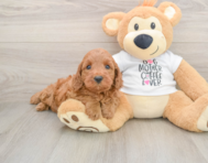 5 week old Mini Irish Doodle Puppy For Sale - Premier Pups