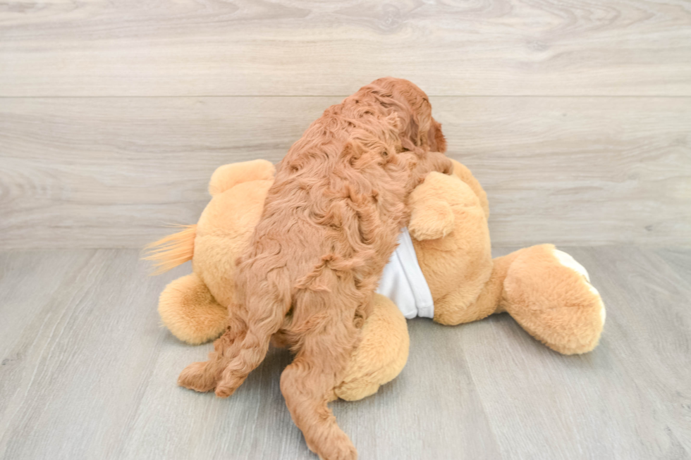 Mini Irish Doodle Pup Being Cute