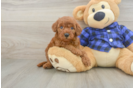 Popular Mini Irish Doodle Poodle Mix Pup