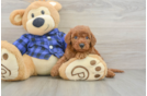 Mini Irish Doodle Puppy for Adoption
