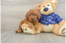 Best Mini Irish Doodle Baby