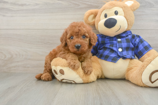 Best Mini Irish Doodle Baby