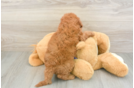 Popular Mini Irish Doodle Poodle Mix Pup