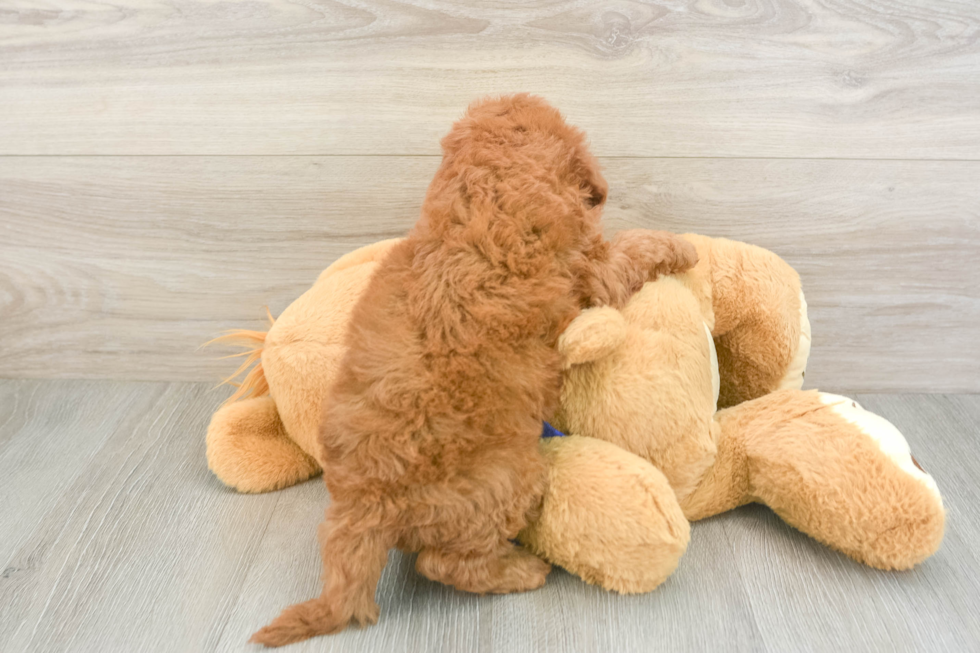Popular Mini Irish Doodle Poodle Mix Pup