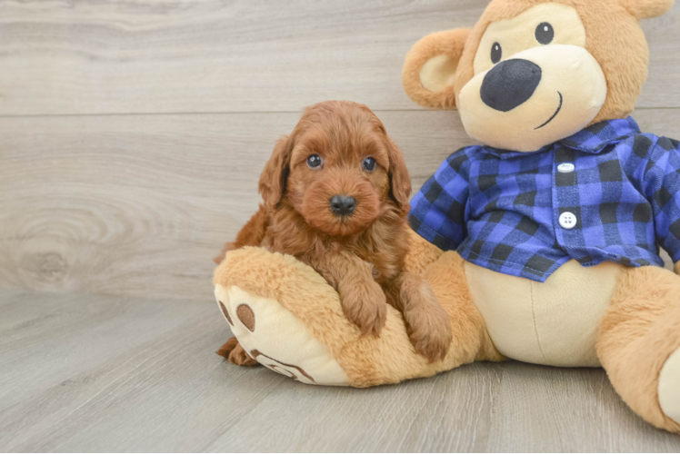 Fluffy Mini Irish Doodle Poodle Mix Pup