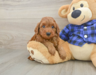 8 week old Mini Irish Doodle Puppy For Sale - Premier Pups