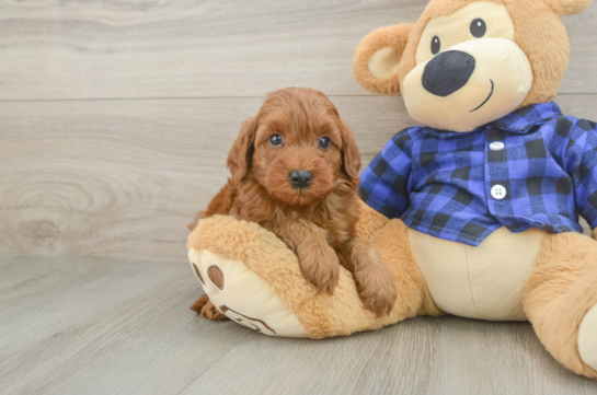 Fluffy Mini Irish Doodle Poodle Mix Pup
