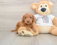 5 week old Mini Irish Doodle Puppy For Sale - Premier Pups