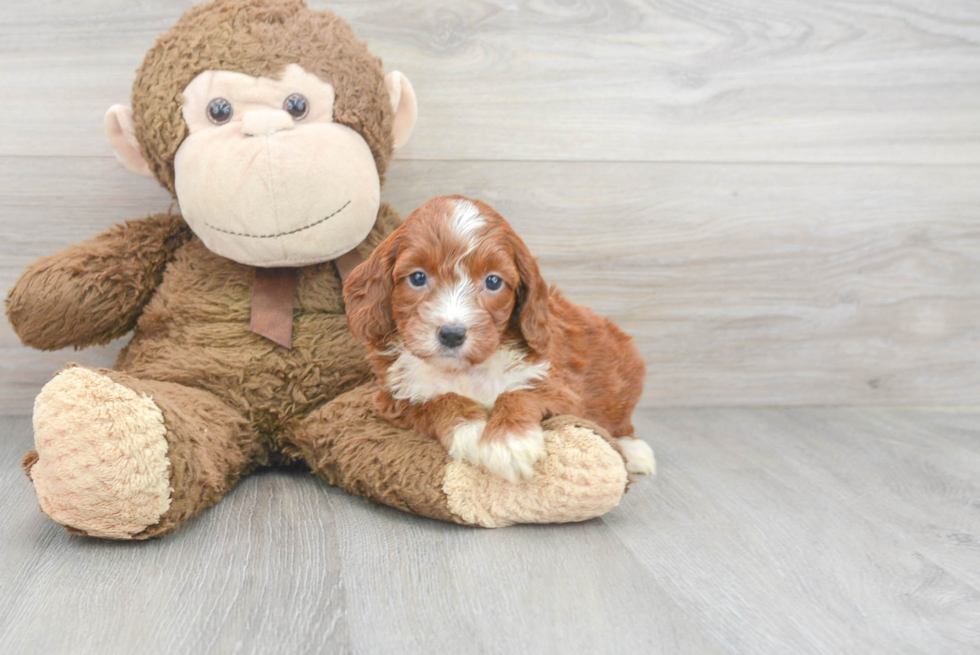 Smart Mini Irish Doodle Poodle Mix Pup