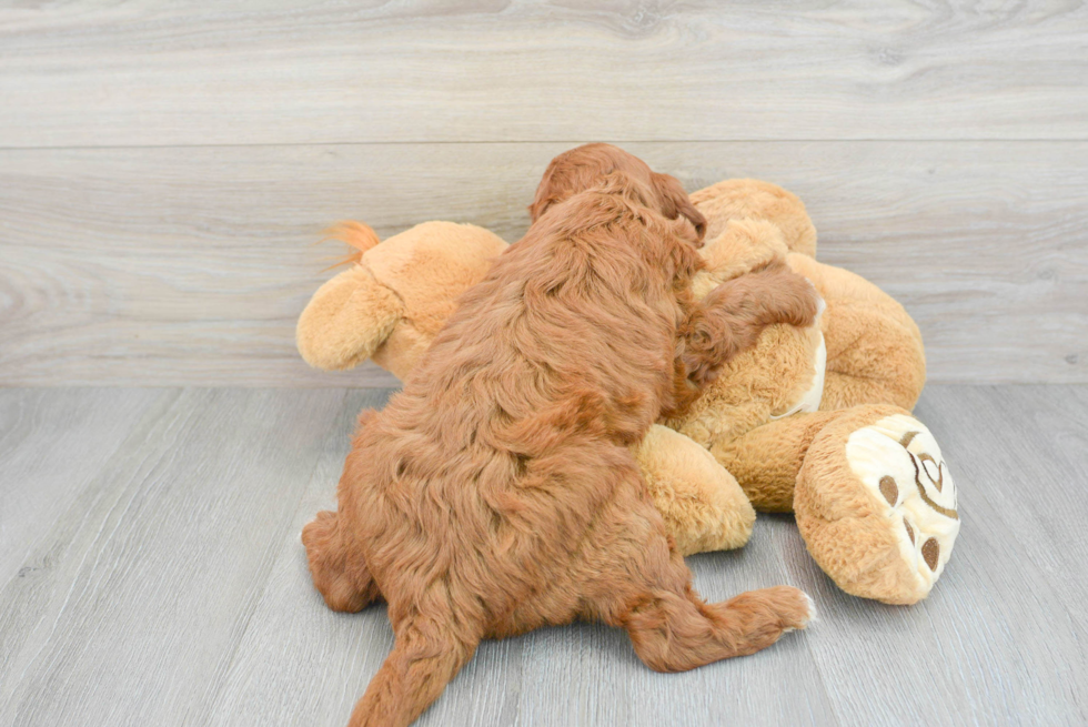 Smart Mini Irish Doodle Poodle Mix Pup
