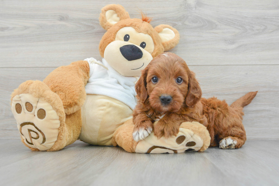 Energetic Irish Setter Poodle Mix Puppy