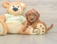5 week old Mini Irish Doodle Puppy For Sale - Premier Pups