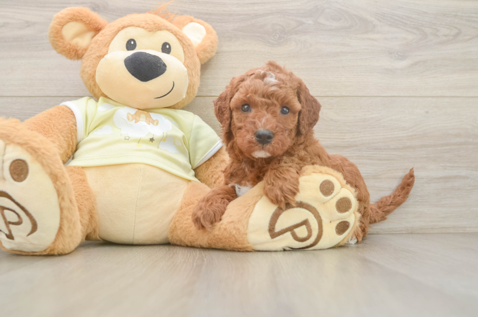5 week old Mini Irish Doodle Puppy For Sale - Premier Pups