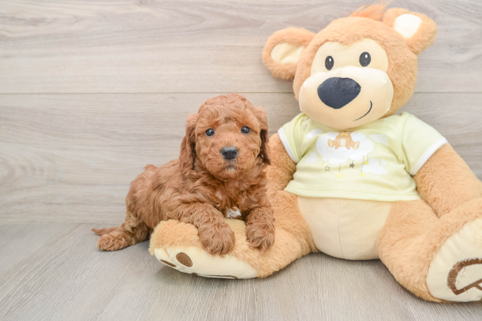 Small Mini Irish Doodle Baby