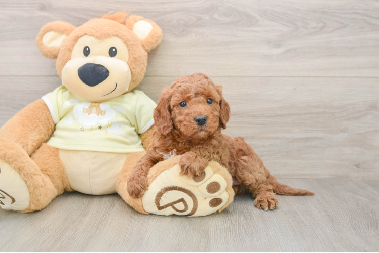 Fluffy Mini Irish Doodle Poodle Mix Pup