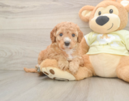 6 week old Mini Irish Doodle Puppy For Sale - Premier Pups