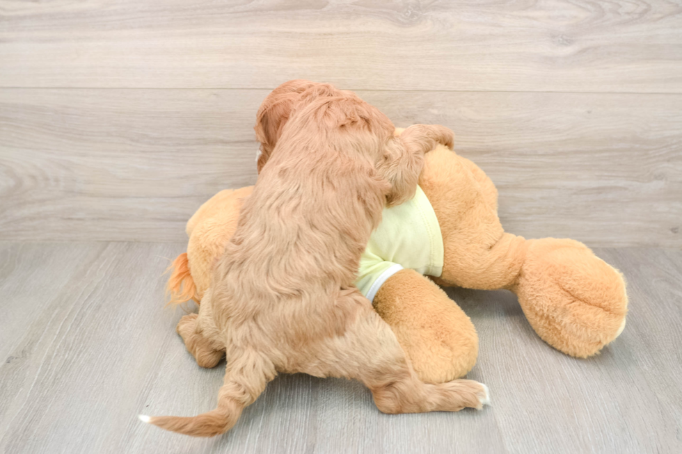 Mini Irish Doodle Pup Being Cute