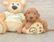 6 week old Mini Irish Doodle Puppy For Sale - Premier Pups