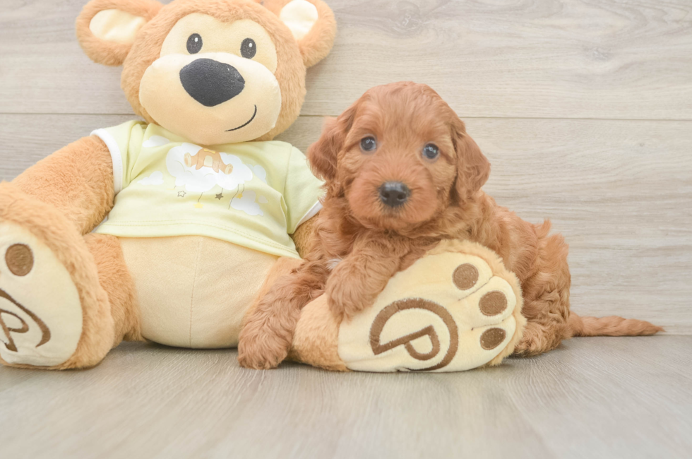 5 week old Mini Irish Doodle Puppy For Sale - Premier Pups