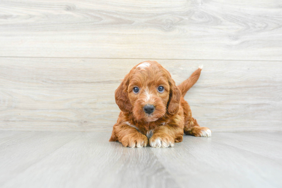 Cute Mini Irish Doodle Baby