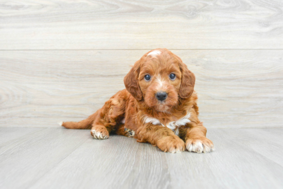 Petite Mini Irish Doodle Poodle Mix Pup