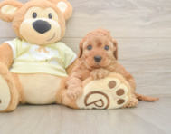 6 week old Mini Irish Doodle Puppy For Sale - Premier Pups