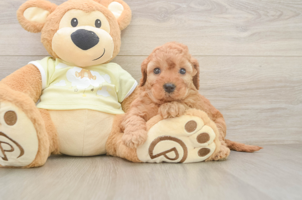 5 week old Mini Irish Doodle Puppy For Sale - Premier Pups