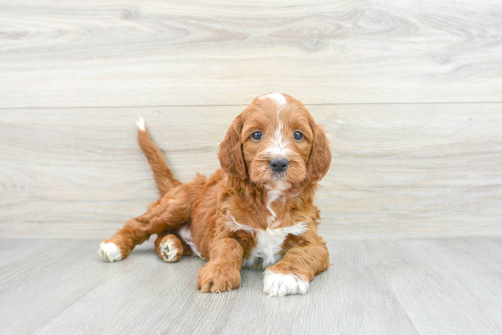 Best Mini Irish Doodle Baby