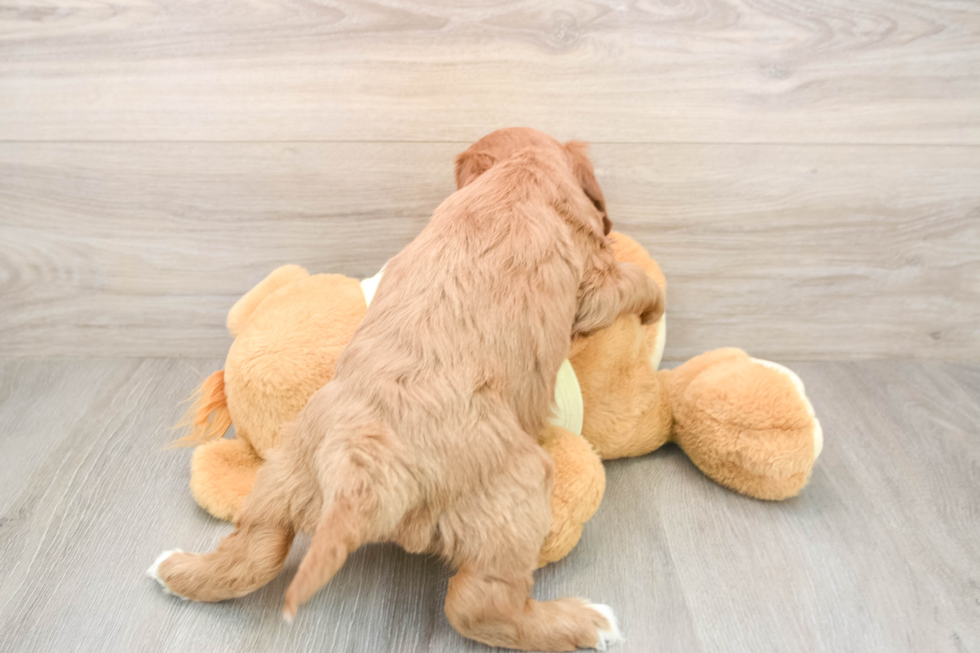 Little Irish Setterpoo Poodle Mix Puppy