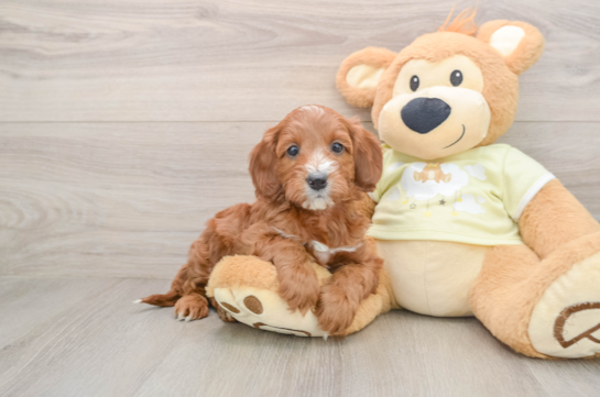 Popular Mini Irish Doodle Poodle Mix Pup