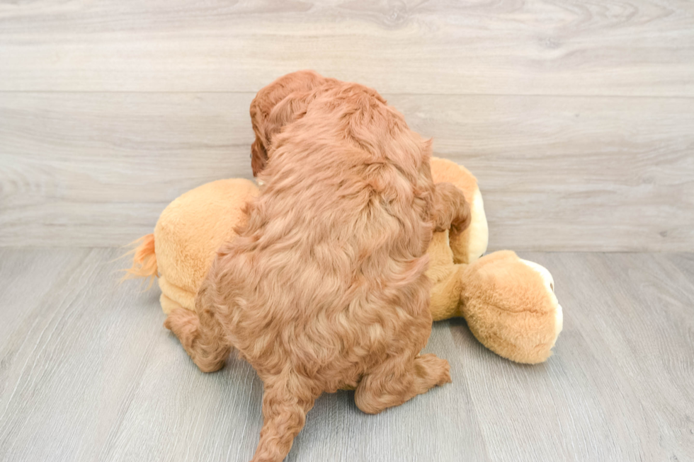 Little Setterdoodle Poodle Mix Puppy