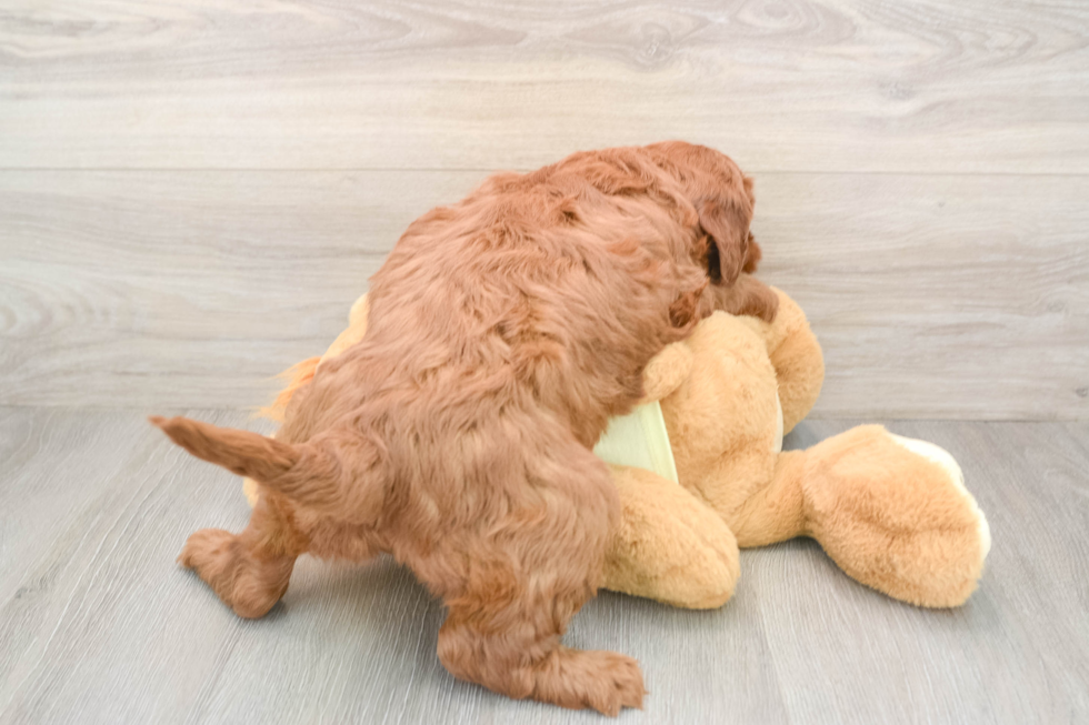 Hypoallergenic Mini Irishdoodle Poodle Mix Puppy