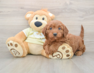 6 week old Mini Irish Doodle Puppy For Sale - Premier Pups