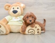 5 week old Mini Irish Doodle Puppy For Sale - Premier Pups