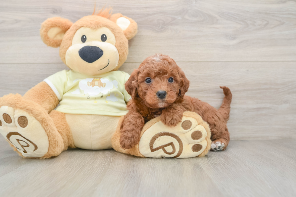 Best Mini Irish Doodle Baby