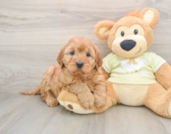 5 week old Mini Irish Doodle Puppy For Sale - Premier Pups