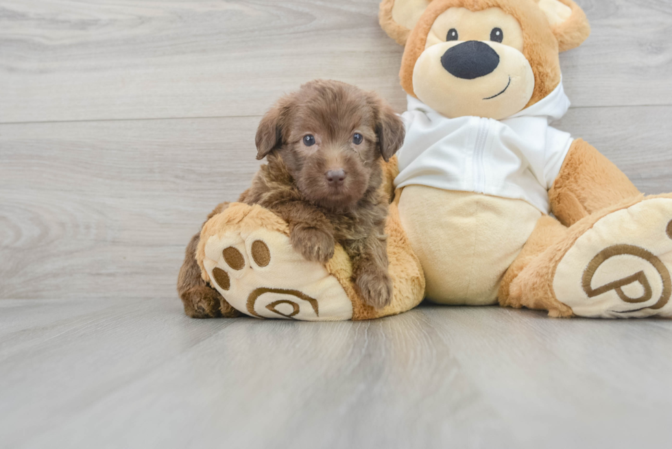 Petite Mini Labradoodle Poodle Mix Pup