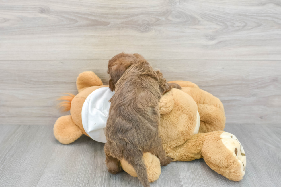 Cute Mini Labradoodle Baby