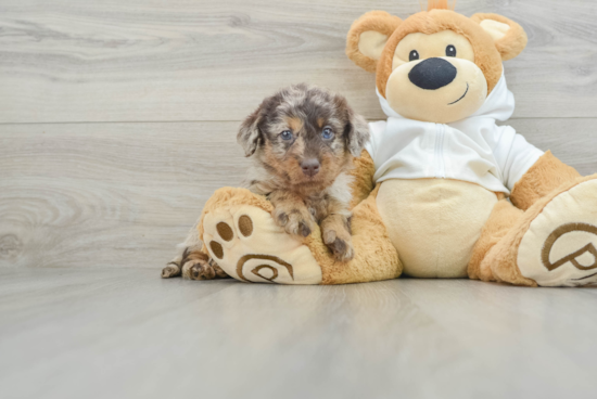 Mini Labradoodle Pup Being Cute