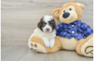 Best Mini Labradoodle Baby
