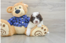 Adorable Labrapoo Poodle Mix Puppy